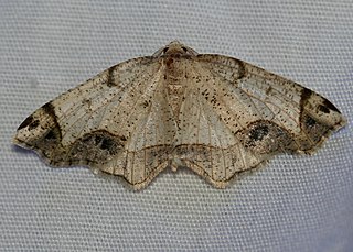 <i>Probole</i> Genus of moths