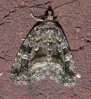 <i>Protodeltote muscosula</i> Species of moth