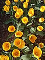 Průhonice - Dendrologická zahrada, tulipány "Yellow Springgreen"