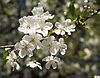 Prunus cerasus LC0017.jpg