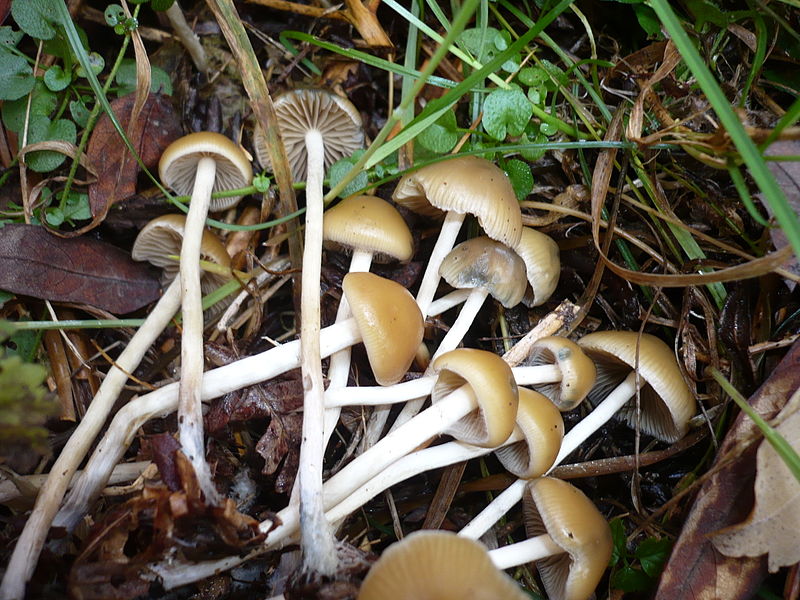 File:Psilocybe.bohemica.gkoller.jpg