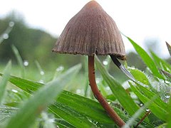 Psilocybe mexicana: fotografijŏ