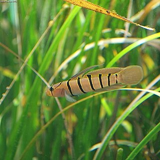 <i>Pterogobius</i> Genus of fishes