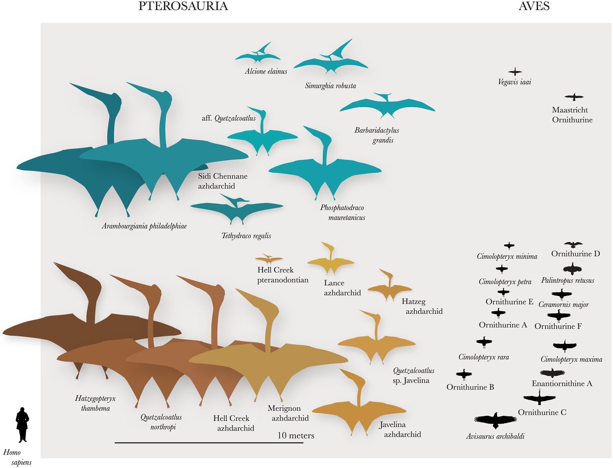 Pterosauria