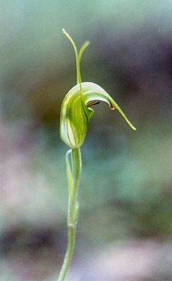 Pterostylis elegans.jpg