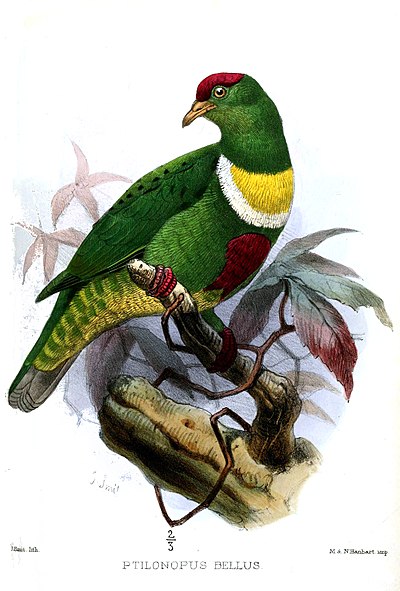 Ptilinopus rivoli