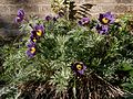 Anemone vulgaris