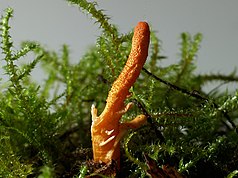 Cordyceps militaris