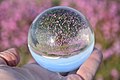 Purple little flowers through a crystal ball.jpg