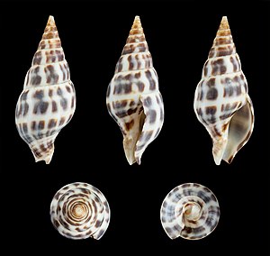 Pusionella nifat 01.JPG