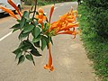 Pyrostegia venusta_leaves and flowers