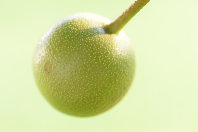 File:Pyrus pyrifolia (Raja) young fruit 28.jpg