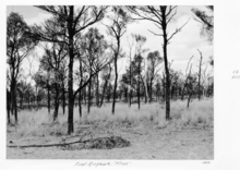 Queensland Eyalet Arşivleri 4392 İlk ringbark Tiree 1952.png