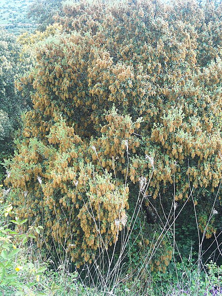 File:Quercus ilex sbsp. ballota Trama 2009-5-17 DehesaBoyaldePuertollano.jpg