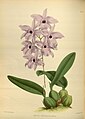 Laelia rubescens (as syn. Laelia peduncularis) Plate 173 in: R.Warner - B.S.Williams: The Orchid Album (1882-1897)