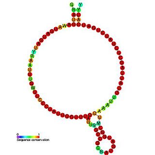 Small nucleolar RNA Z102/R77