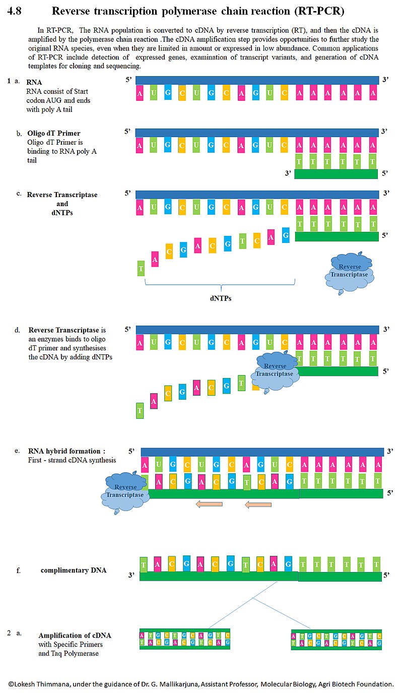 Reverse transcription polymerase chain reaction - Wikipedia