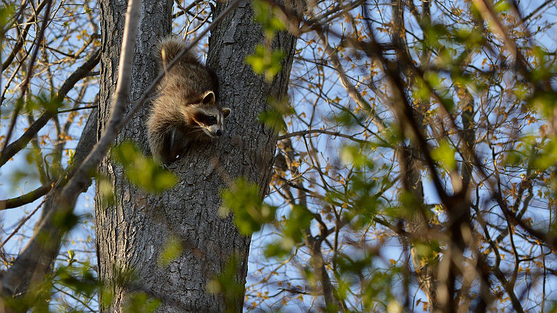 File:Raccoon (Procyon lotor) - Kitchener, Ontario 03.jpg