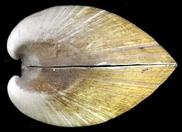 Rangia mendica