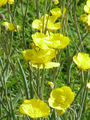 Ranunculus gramineus2.jpg