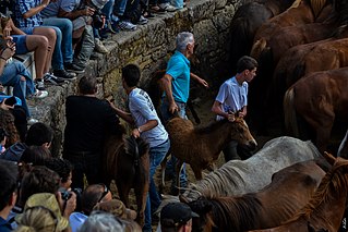 <span class="mw-page-title-main">Rapa das Bestas of Sabucedo</span>