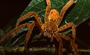 Descripción de la araña errante de patas rojas (Cupiennius coccineus) (36643034962) .jpg.