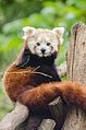 Red Panda (17356935622).jpg