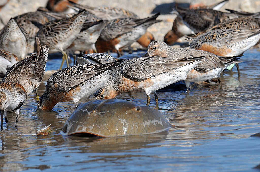 A flock of gray and reddish sandpipers on a shore with a horseshoecrab in the foreground.