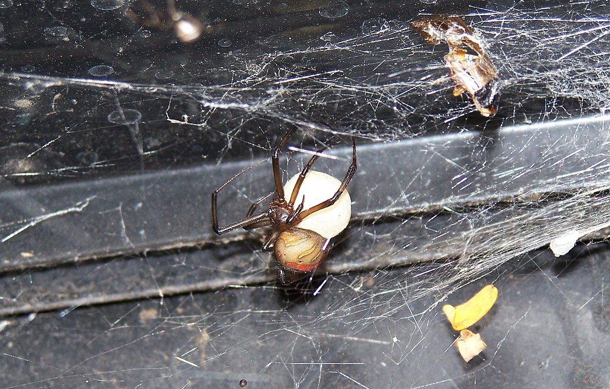 File:Redback spider with egg sac.jpg - Wikimedia Commons