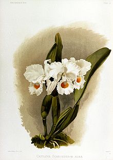 Рейхенбахия III тақтайшасы 17 бет 37 бет Cattleya schroederae.jpg