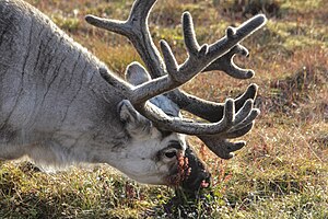 Noruega: Etimología, Historia, Gobierno