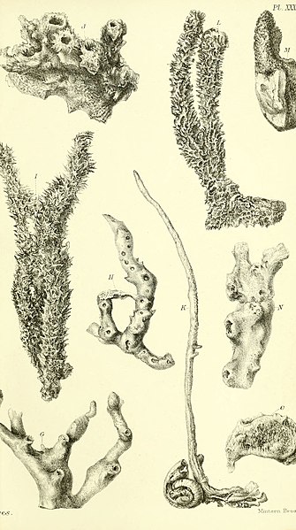 File:Report on the zoological collections made in the Indo-Pacific Ocean during the voyage of H.M.S. 'Alert' 1881-2 (Pl. XXXIX) (5988063562).jpg