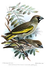 Thumbnail for Somali golden-winged grosbeak