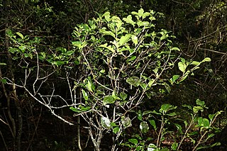 <i>Rhysotoechia</i> Genus of trees