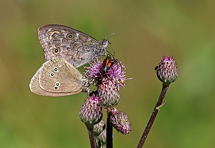 Ringlet butterfly(Aphantopus hyperantus), large wall butterfly (Lasiommata maera) and Flower longhorn beetles (Anastrangalia sanguinolenta) mating. All on cirsium thistle.