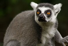Kaķu lemurs (Lemur catta)