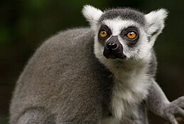 Kattalemur (Lemur catta)