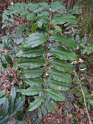 <i>Ripogonum elseyanum</i> Species of shrub