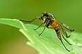 Ficheiro:Robber fly. River Umia, Pontevedra, Galicia. (Spain), 2009.jpg