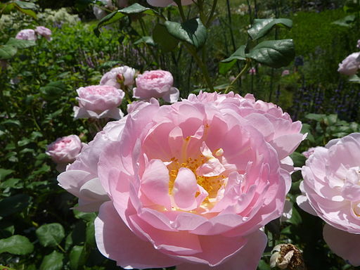 Rosa 'Scepter'd Isle' (Rosaceae) flower