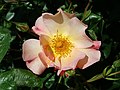 Rosa Pretty Sunrise 2019-06-04 4718.jpg