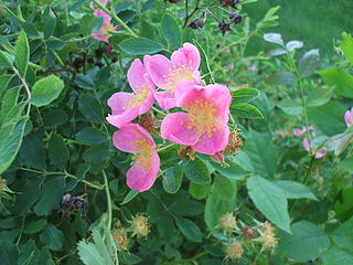 <i>Rosa arkansana</i> Species of flowering plant