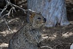 Vignette pour Quokka