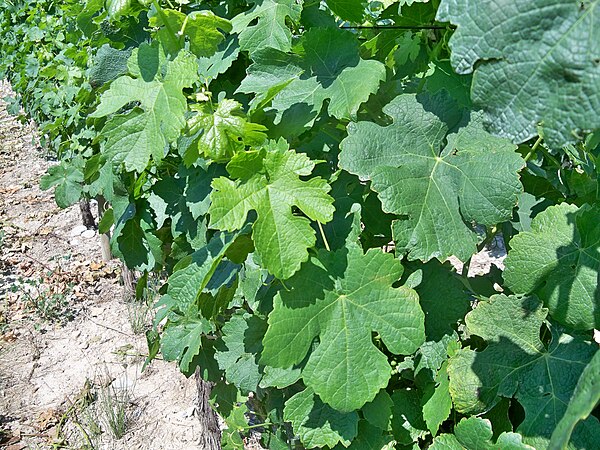 Leaves of Roussanne vines