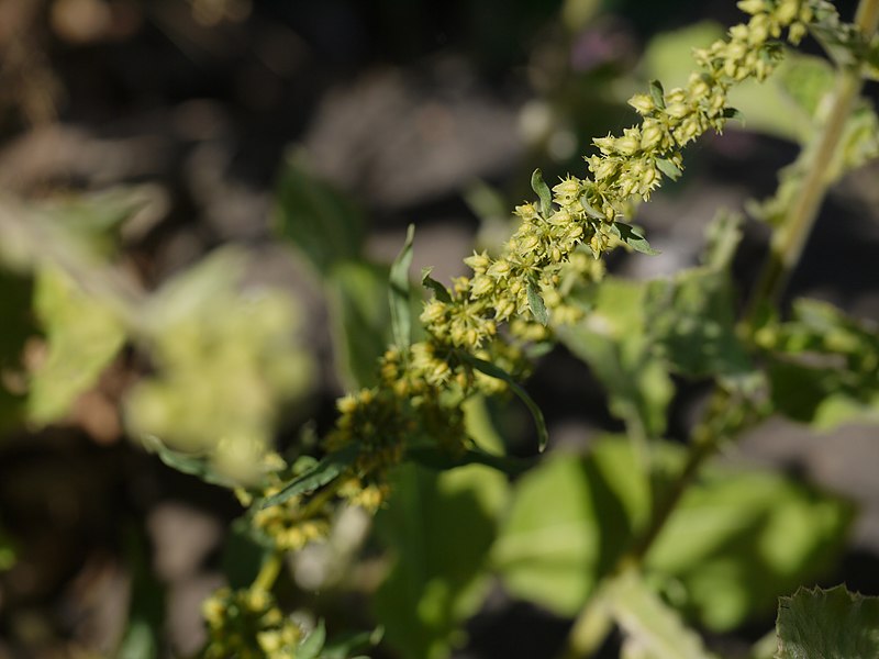 File:Rumex dentatus (8383426733).jpg