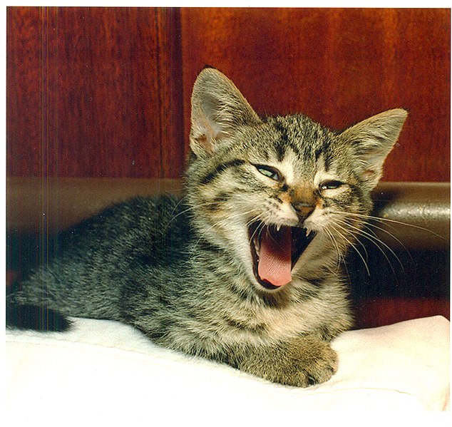 File:SFSPCA Kitten.jpg