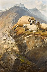 Sheep In The Isle of Skye