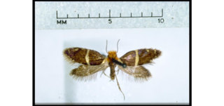 <i>Sabatinca ianthina</i> Species of moth