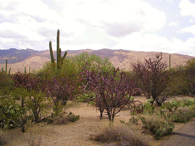 File:Saguaro_nat'l_mon._park_east,_AZ_(10).JPG