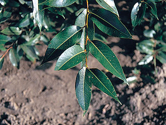 Leaves Salix pentandra(02).jpg